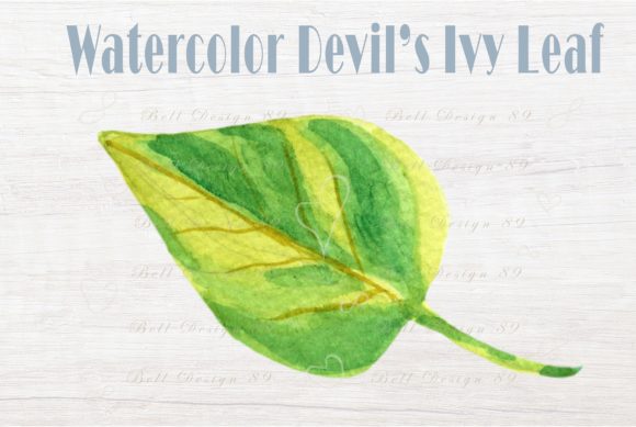 Watercolor Devil's Ivy Leaf Clipart for Print Templates
