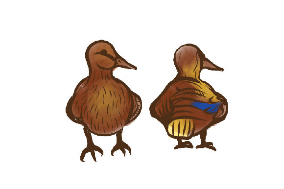 Watercolor Duck Front and Back View: Animals for Branding